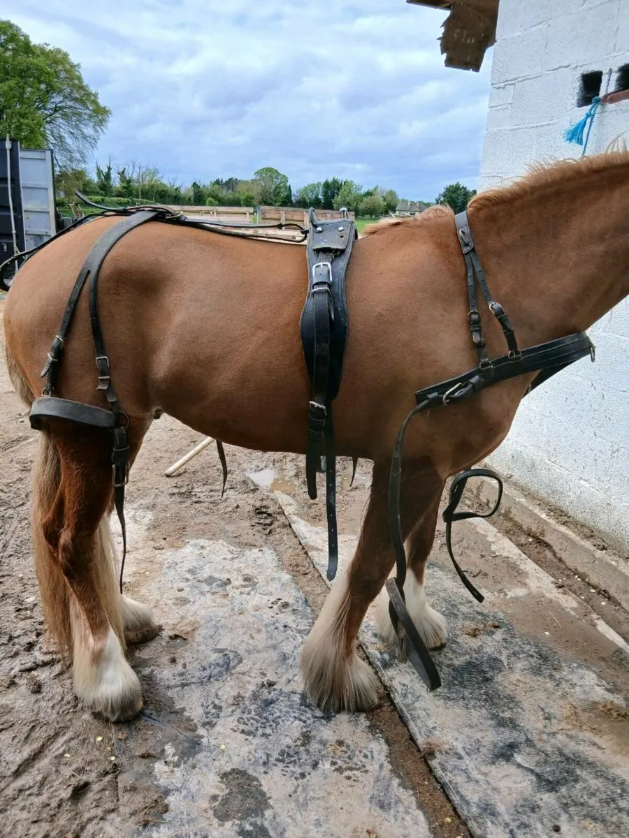 Harness - Image 4