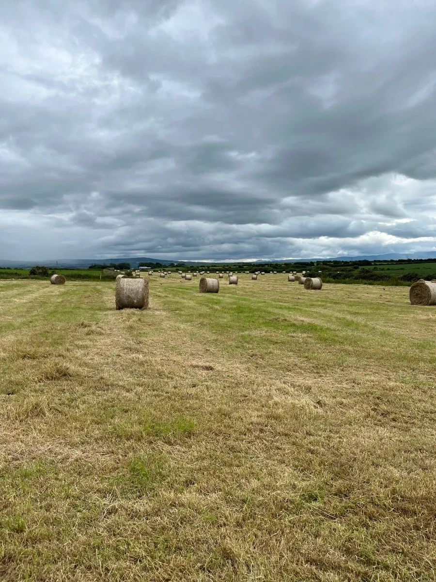 Hay - Image 1