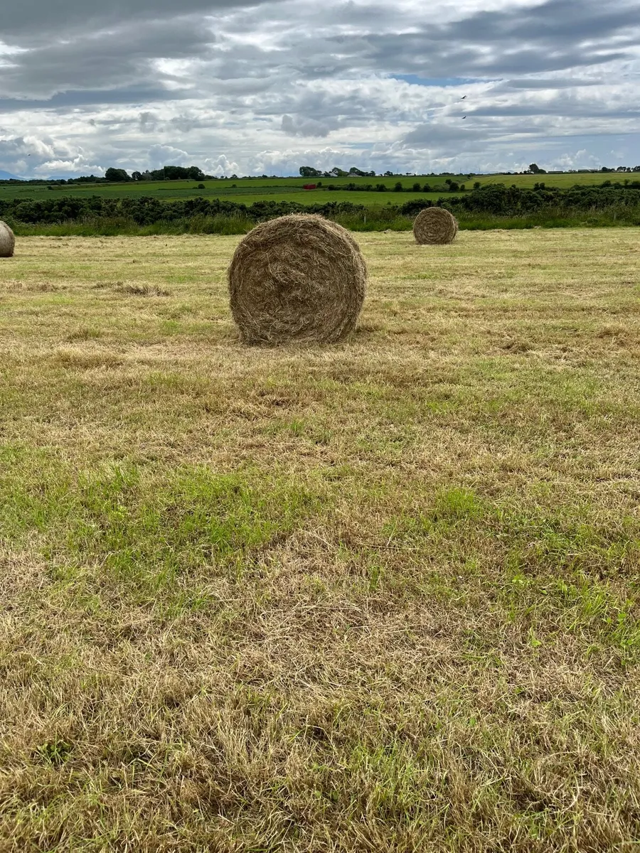 Hay - Image 2