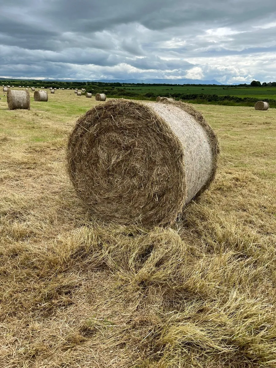 Hay - Image 3