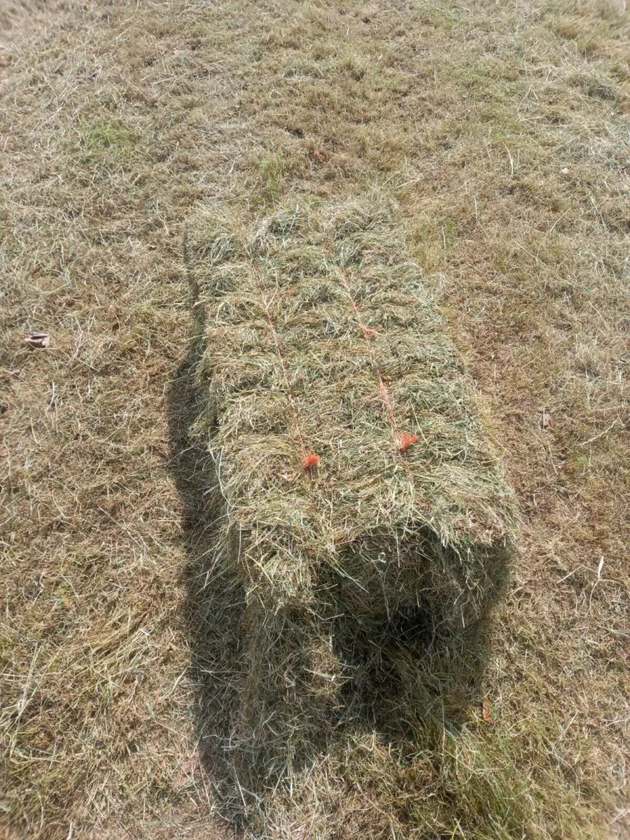 Square bales hay - Image 1