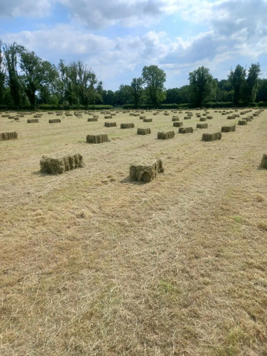 Square bales hay - Image 2