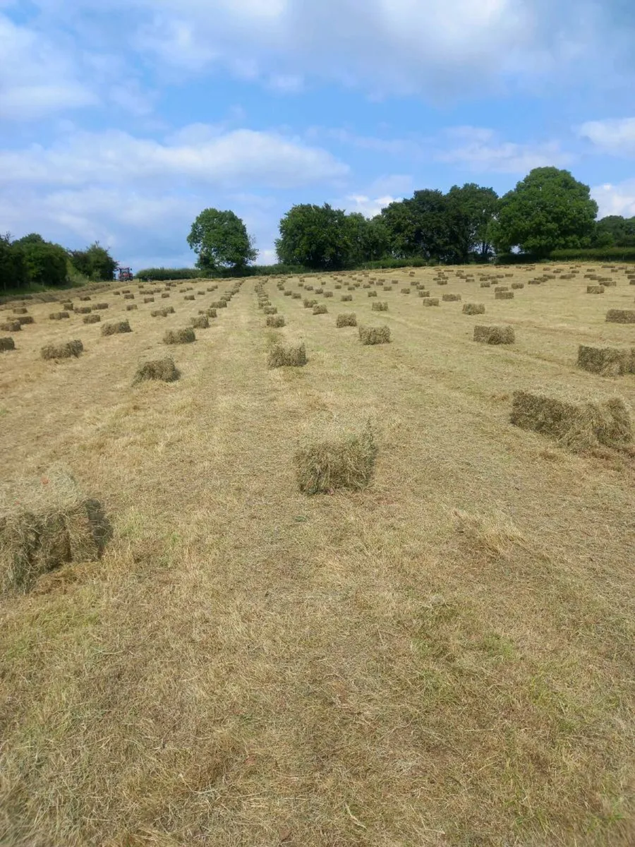 Square bales hay - Image 3