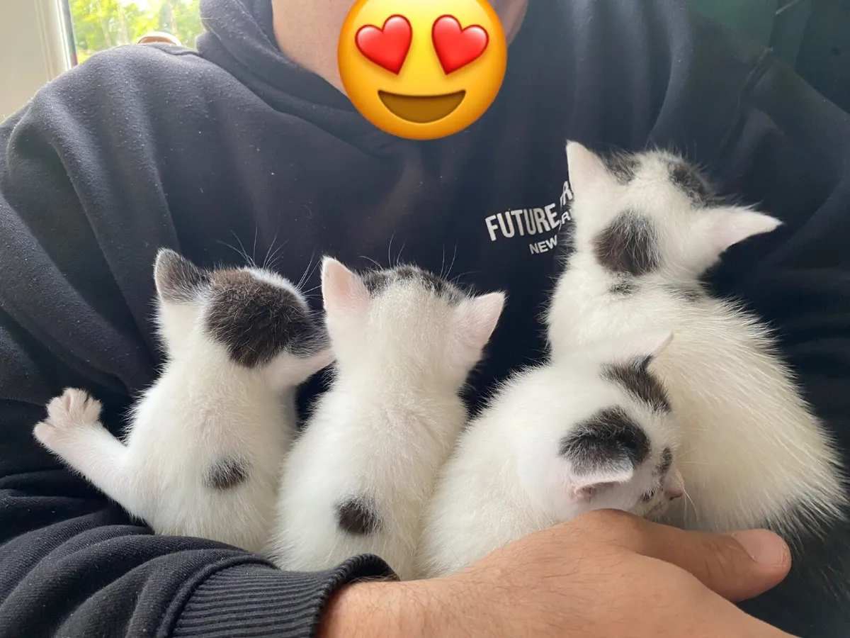 Kitten - Image 1