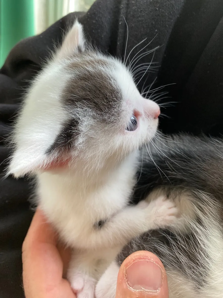 Kitten - Image 2