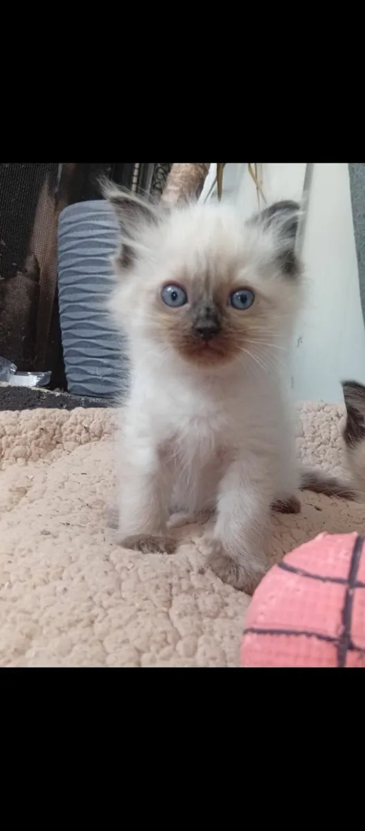 Ragdoll Purebred Kittens - Image 2