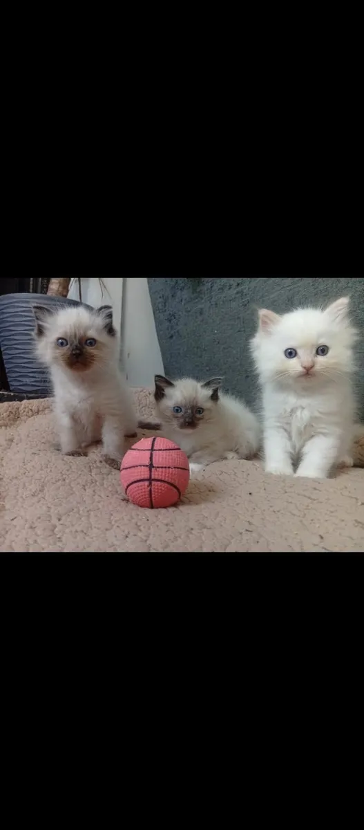 Ragdoll Purebred Kittens - Image 1