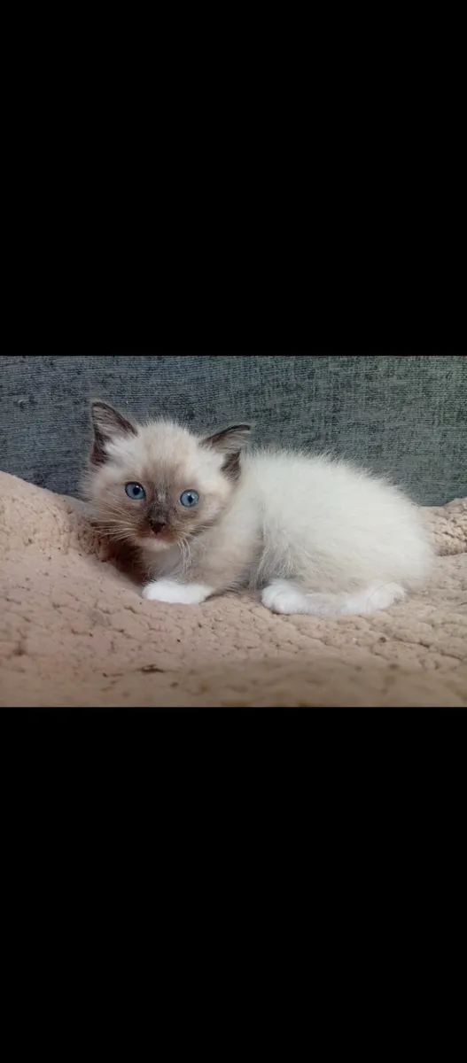Ragdoll Purebred Kittens - Image 3