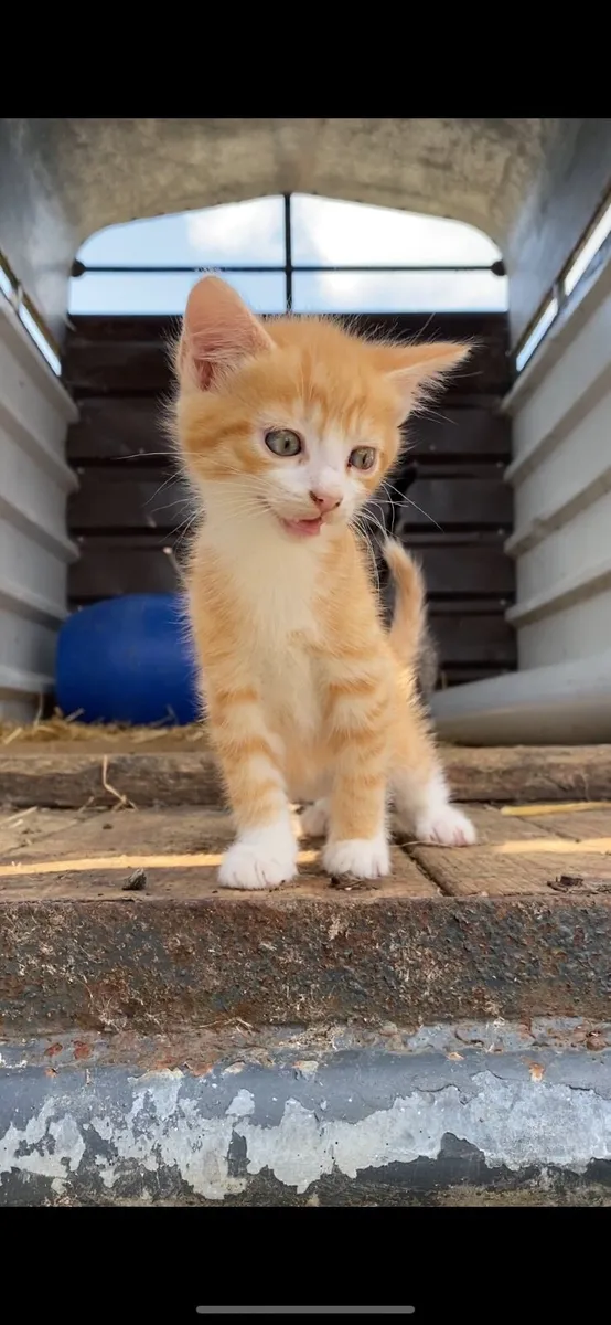 Kitten - Image 1