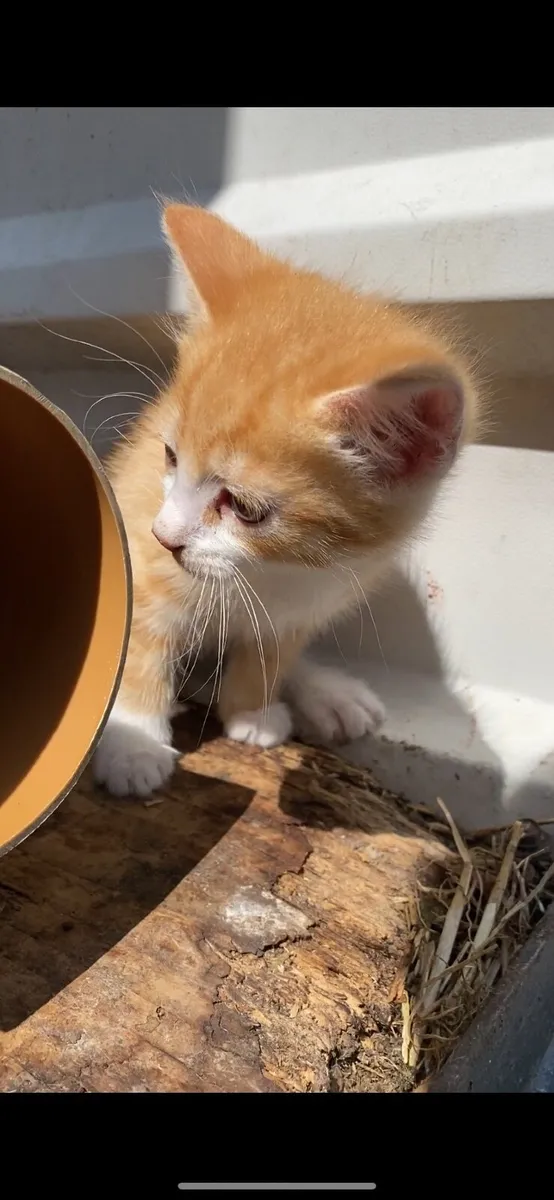 Kitten - Image 2