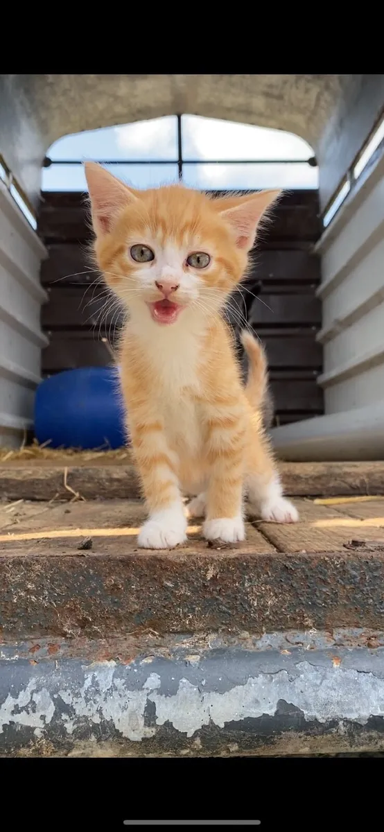 Kitten - Image 3
