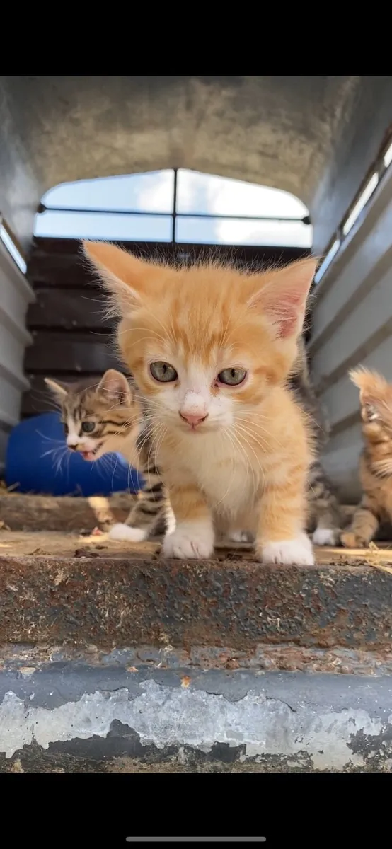 Kitten - Image 4