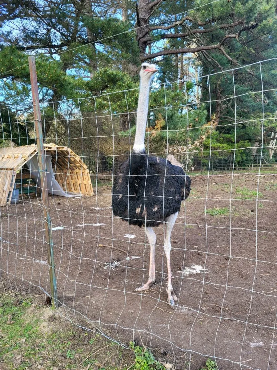 Ostrich - Image 1