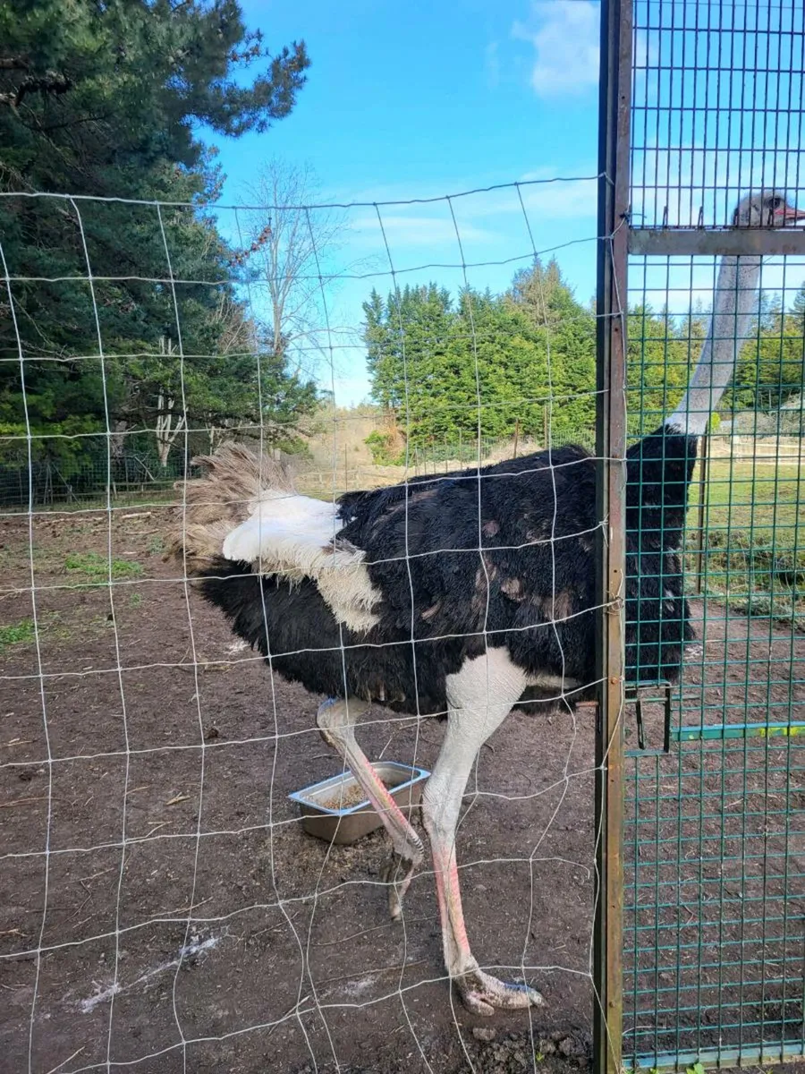 Ostrich - Image 2