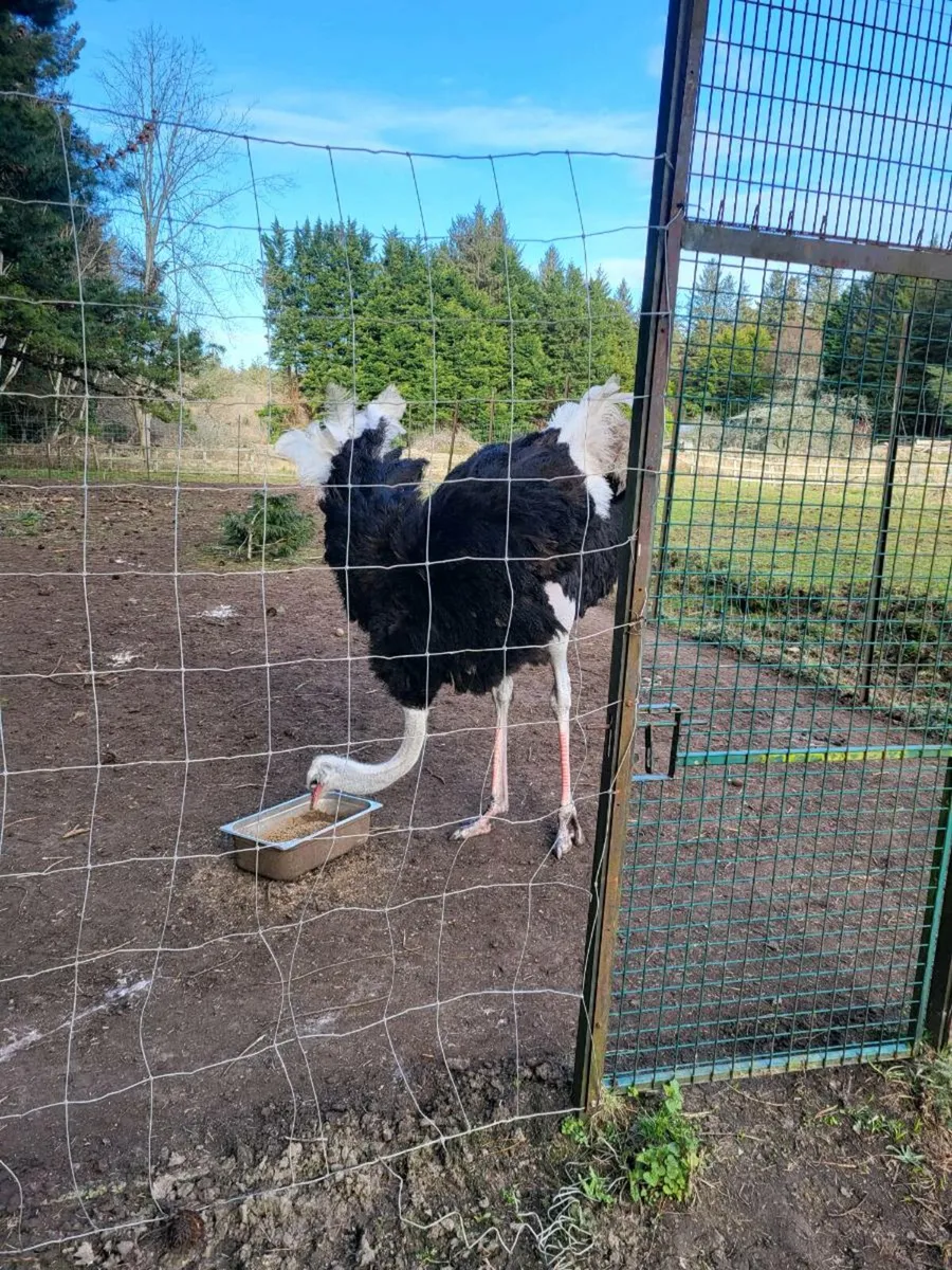 Ostrich - Image 3