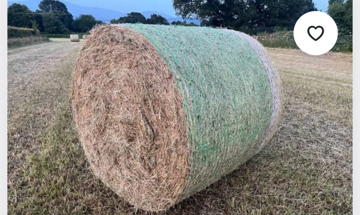 Hay