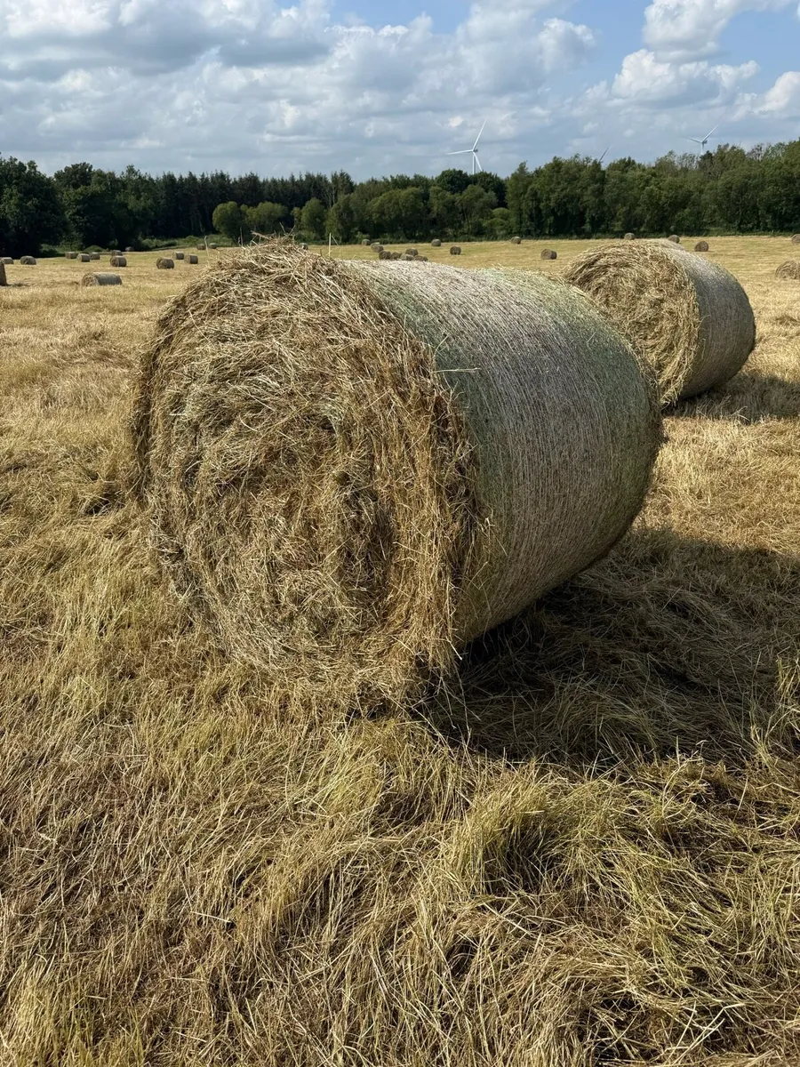 Top class June hay - Image 1