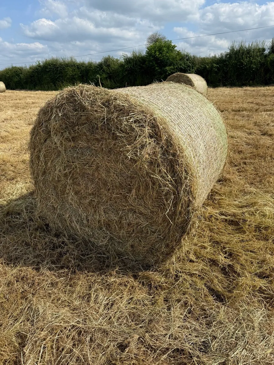 Top class June hay - Image 2