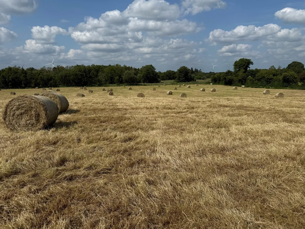 Top class June hay - Image 3