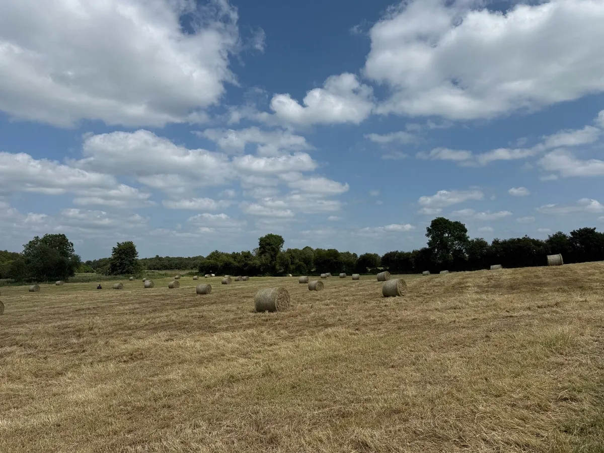 Top class June hay - Image 4