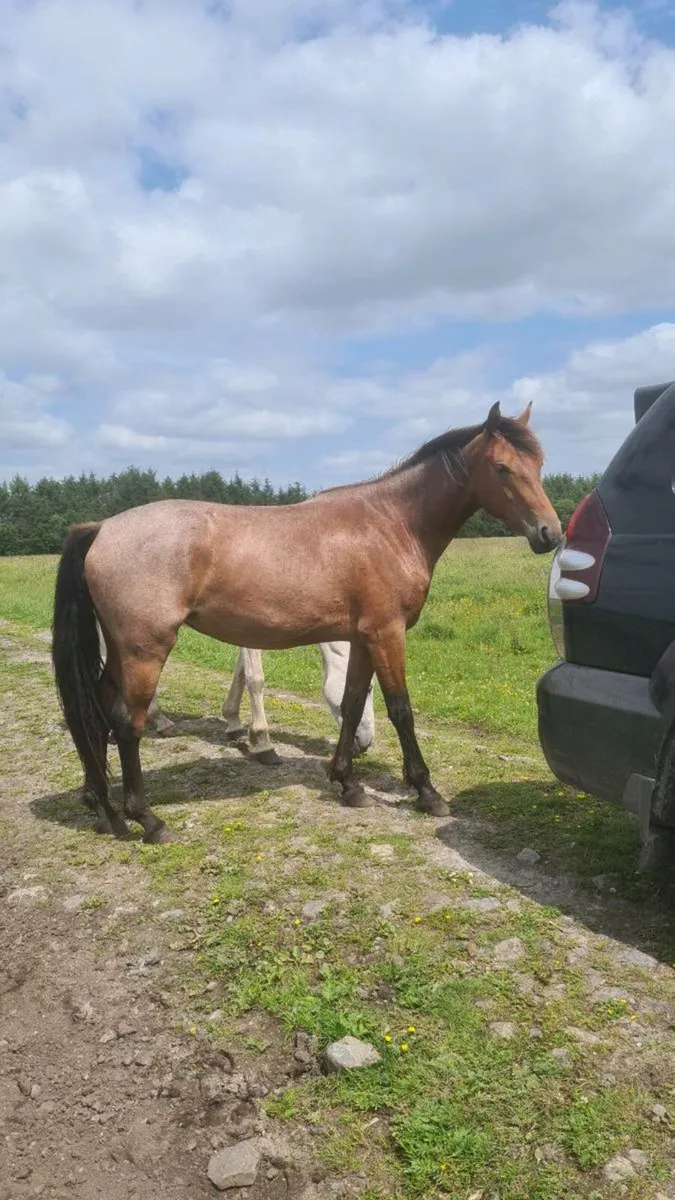 Roan 3 Yr old Filly - Image 2