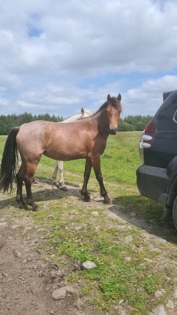 Roan 3 Yr old Filly - Image 3