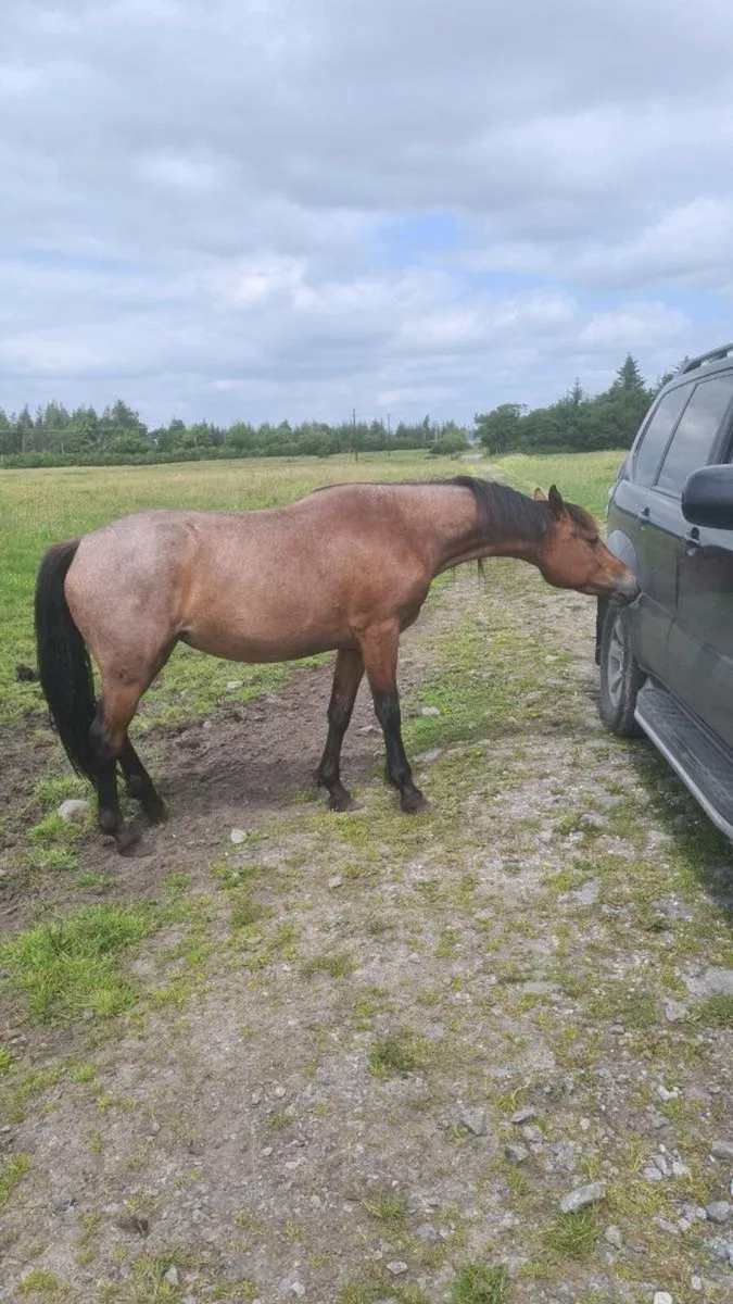 Roan 3 Yr old Filly - Image 1