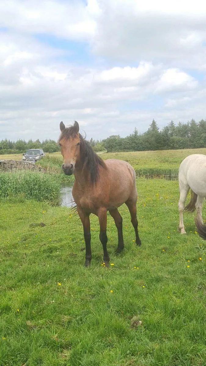 Roan 3 Yr old Filly - Image 4
