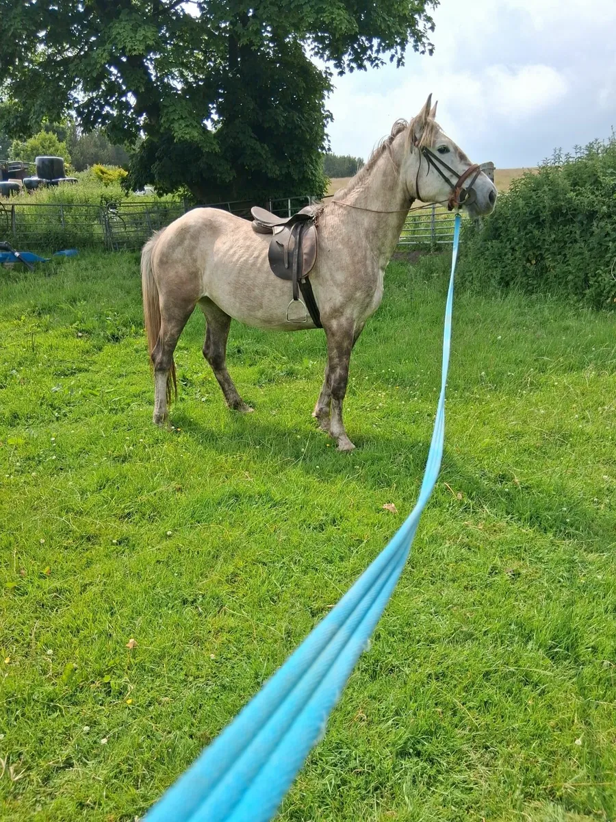 Horse - Image 4
