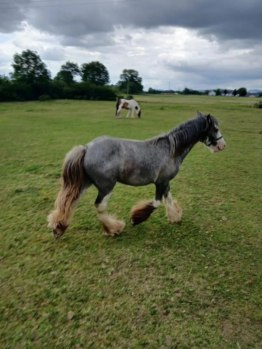 Colt foal - Image 4