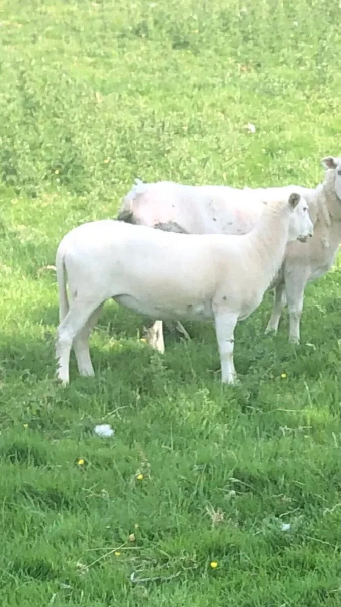 Ewe lambs - Image 1