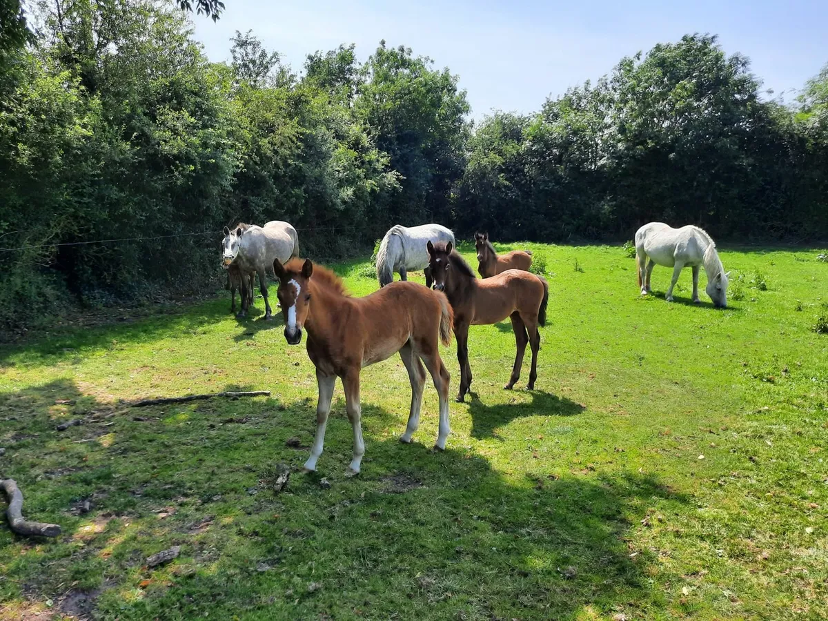 Connemara mares
