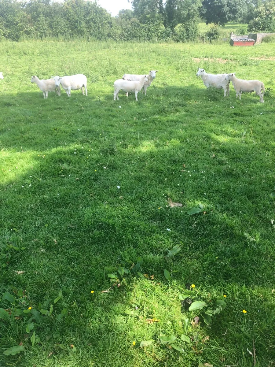 Ewe lambs - Image 2
