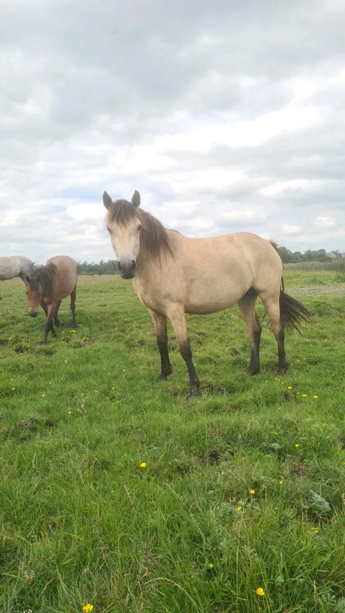Dun 3 Yr old Rocklawn Elvis Filly - Image 1