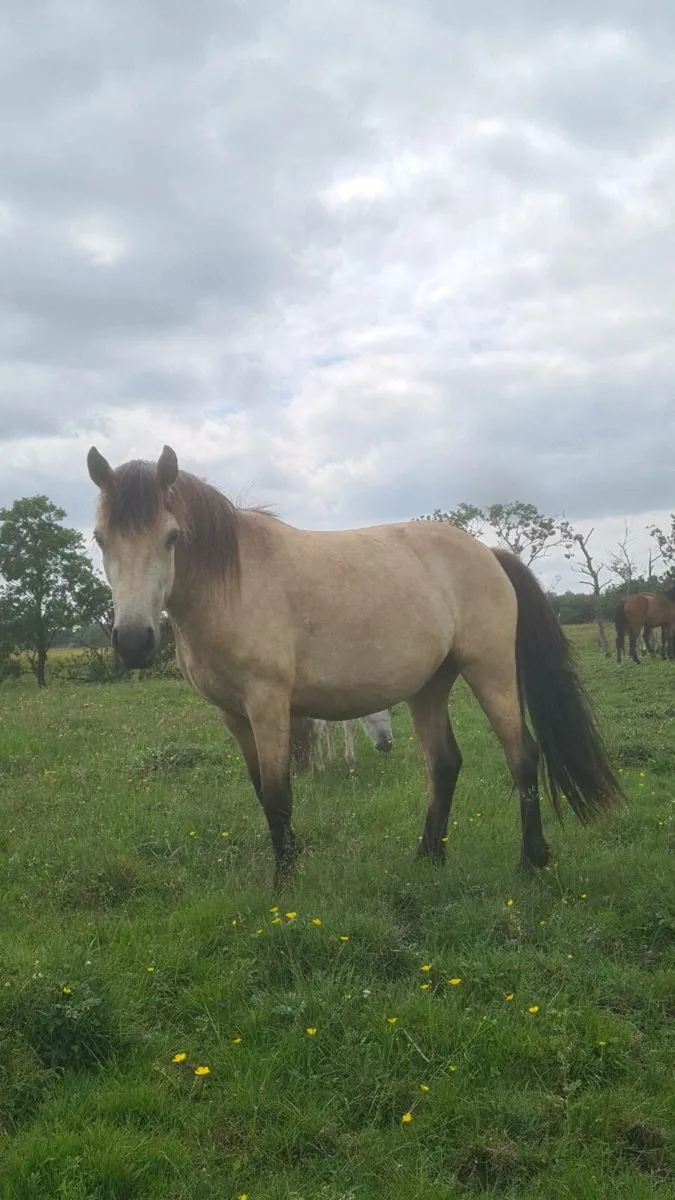 Dun 3 Yr old Rocklawn Elvis Filly - Image 2