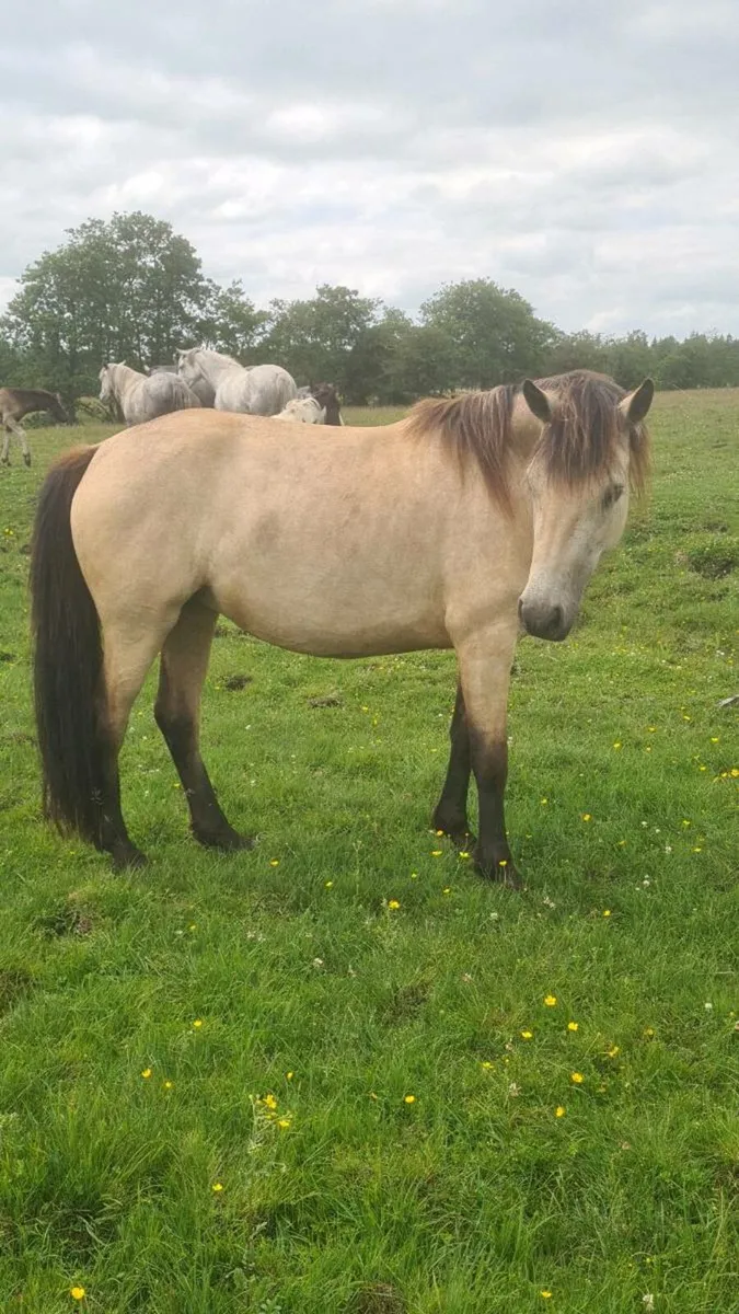 Dun 3 Yr old Rocklawn Elvis Filly - Image 3