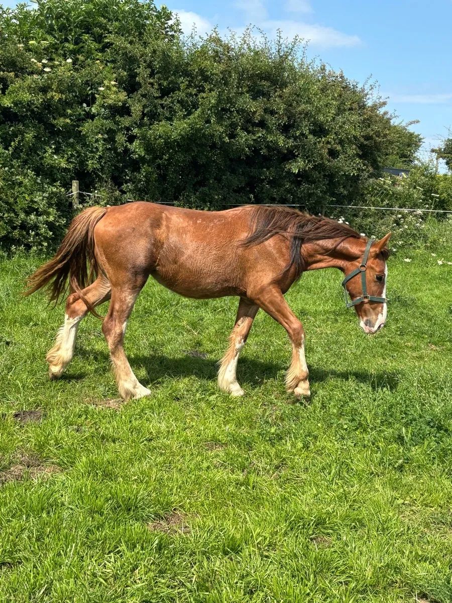 2yo Cob - Image 1