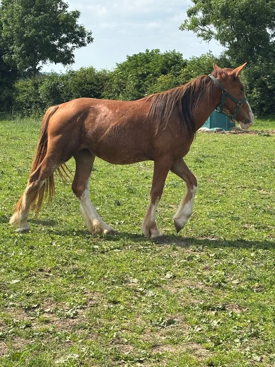 2yo Cob - Image 2