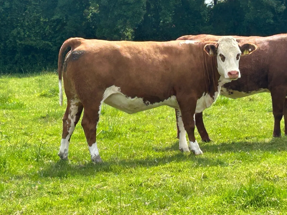 10 incalf first and second calvers - Image 2
