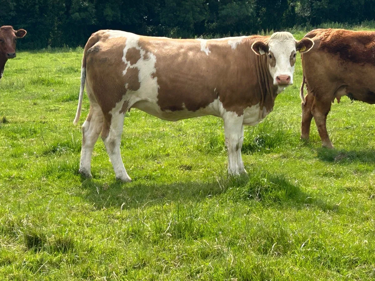 10 incalf first and second calvers - Image 3