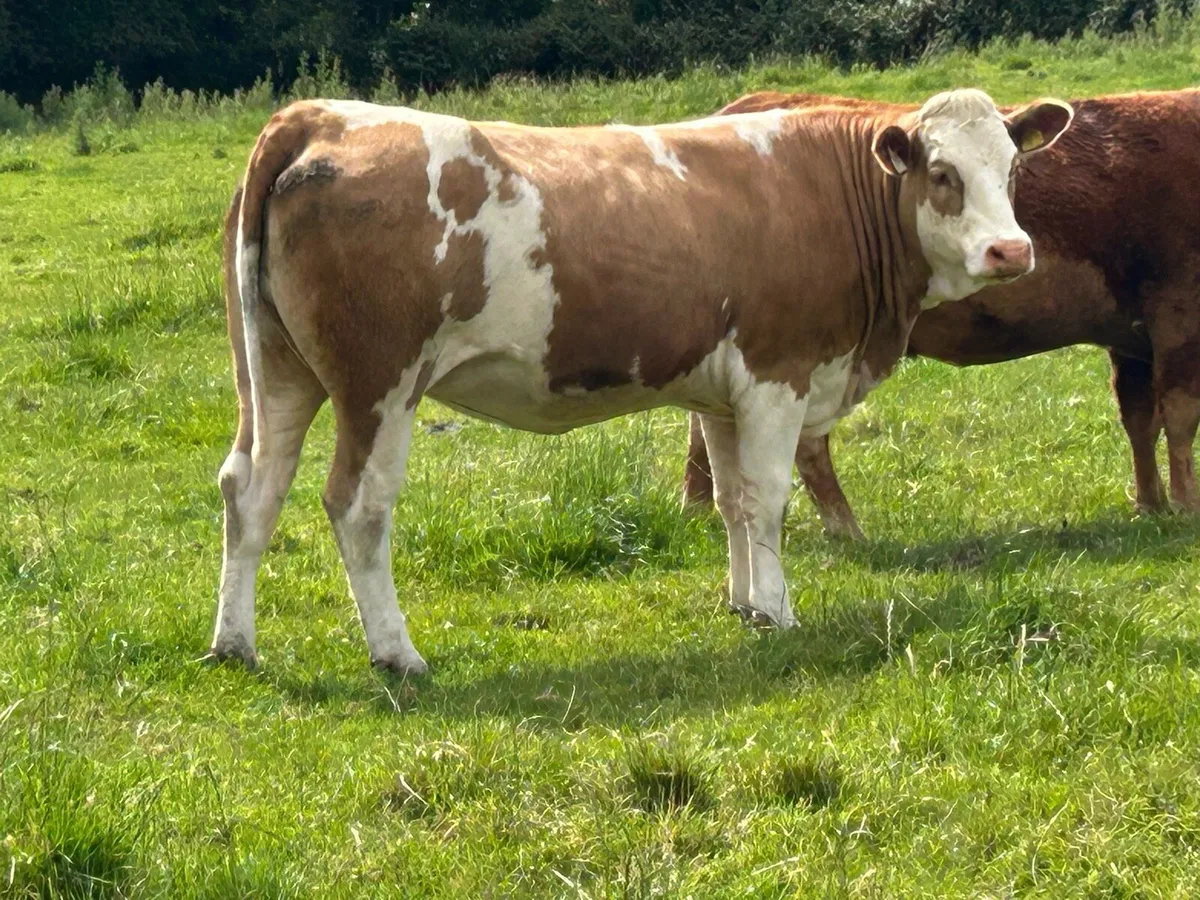 10 incalf first and second calvers - Image 4