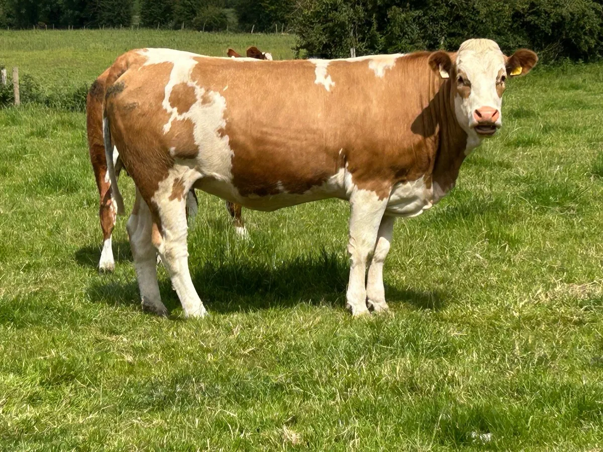 10 incalf first and second calvers - Image 1