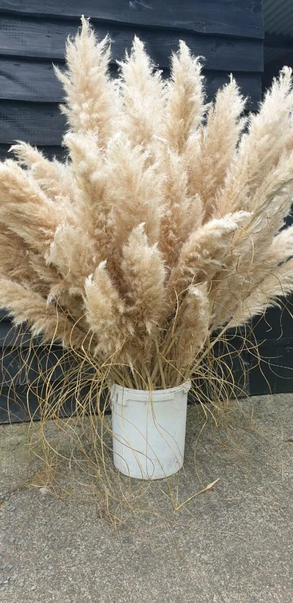 Pampas Grass - Image 1