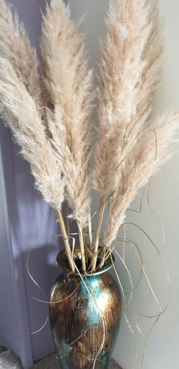 Pampas Grass - Image 2