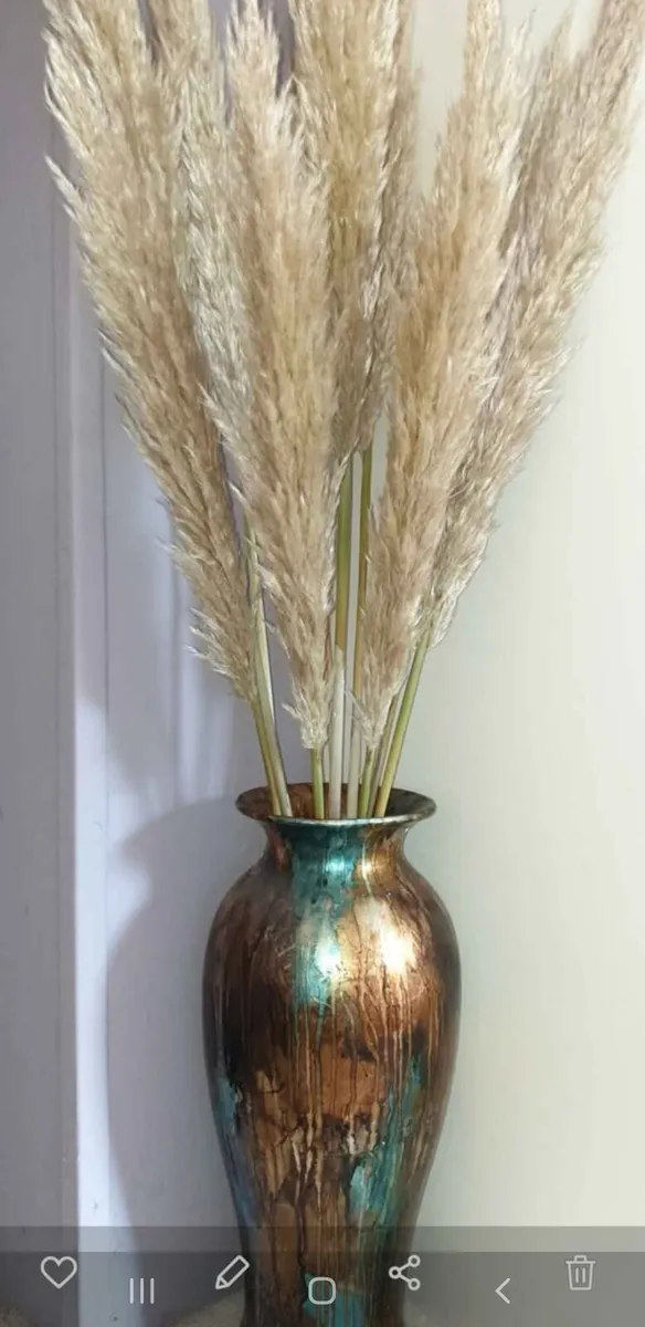 Pampas Grass - Image 3