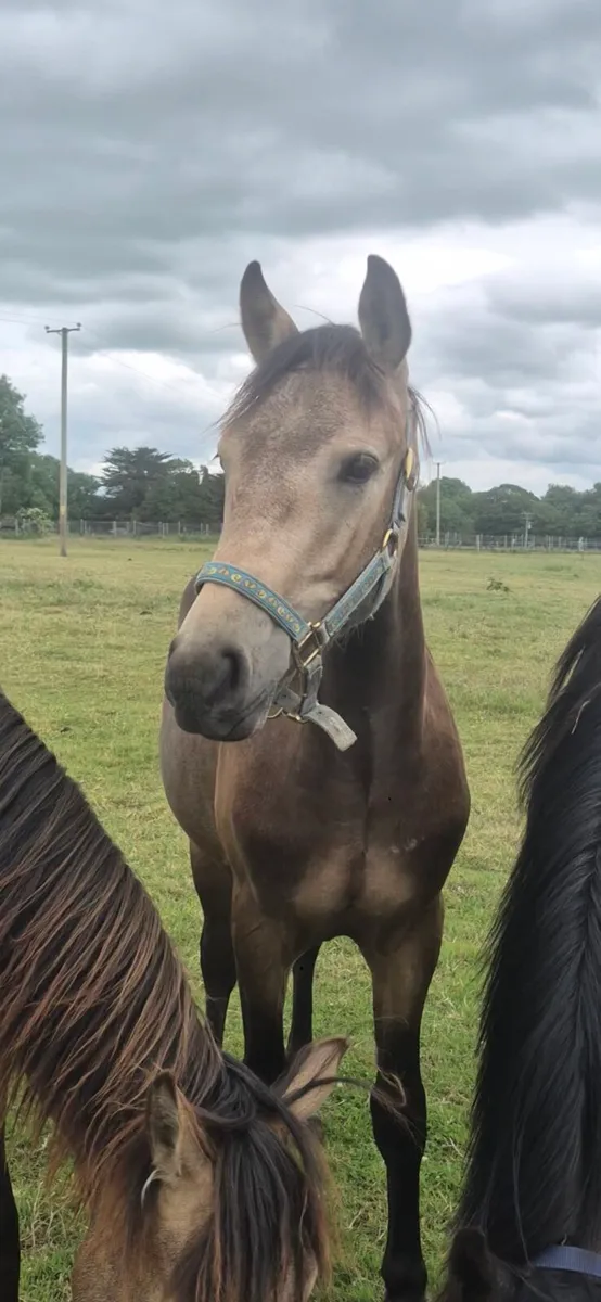 2 Dun yearling full connemaras - Image 1