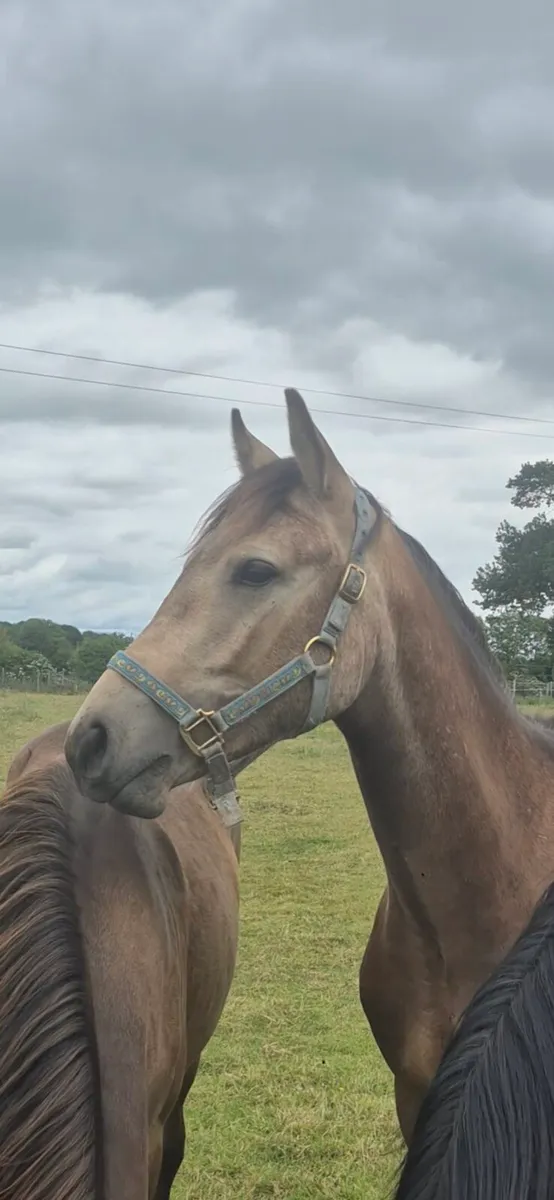 2 Dun yearling full connemaras - Image 2