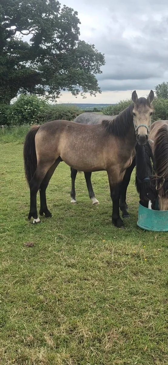 2 Dun yearling full connemaras - Image 3