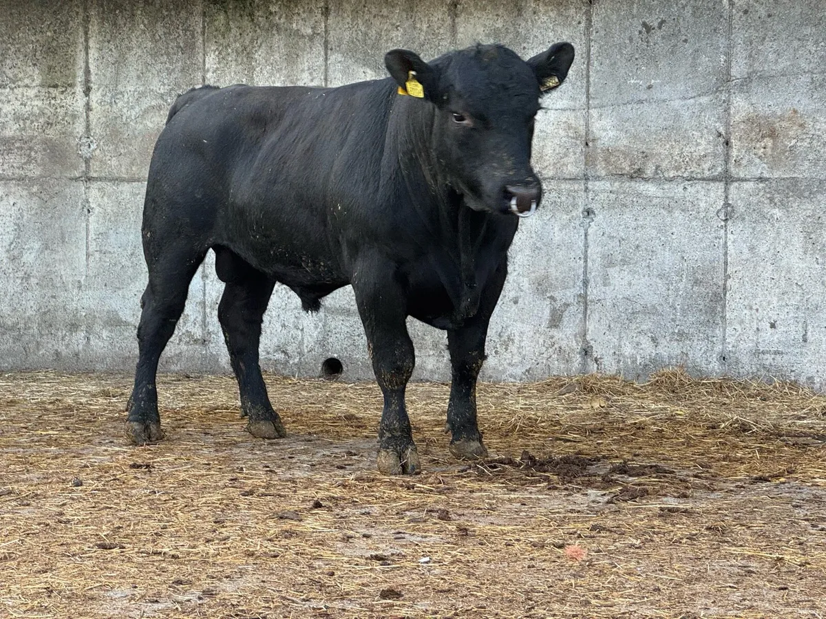 Pedigree Two year old Angus bulls - Image 1