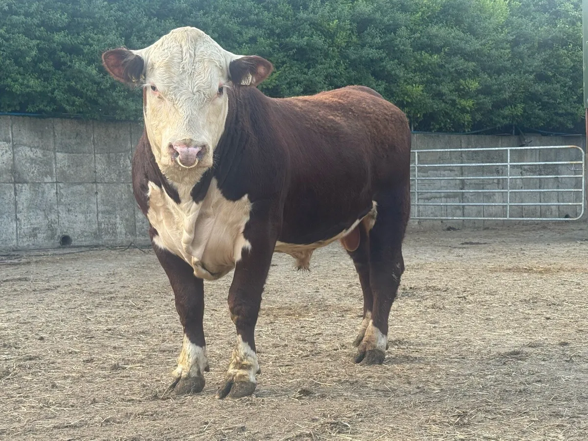 Pedigree Two year old Angus bulls - Image 3